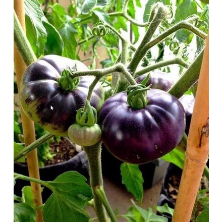 Sementes Tomate Diamante Negro