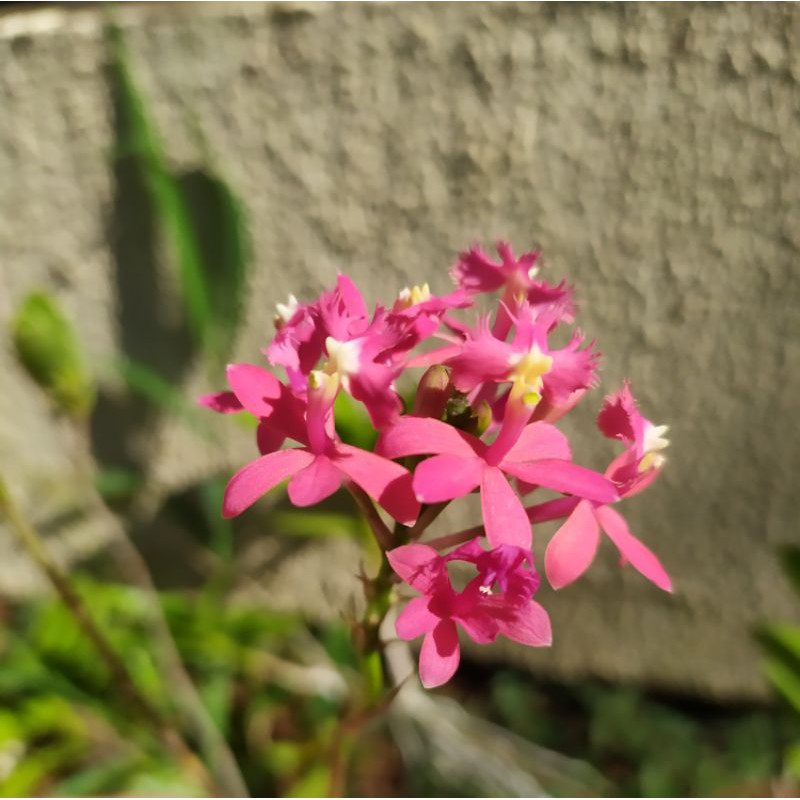 Mudas de Orquídeas Epidendrum | Shopee Brasil
