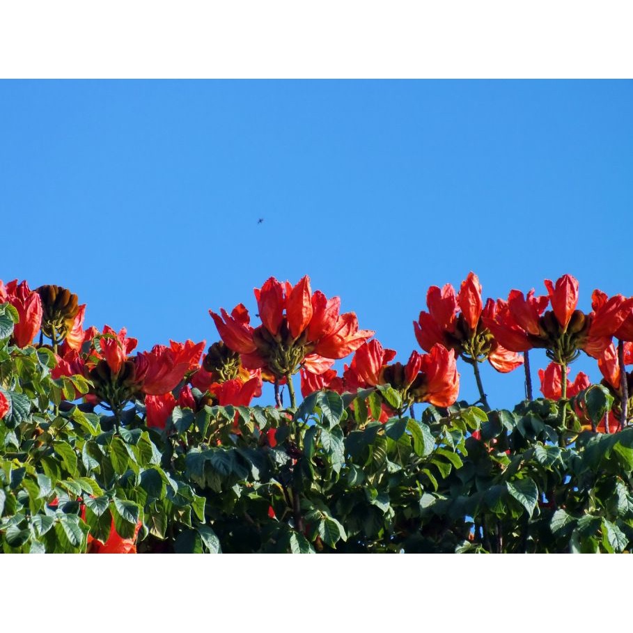 800 Sementes Ipê Vermelho Tulipeira P Mudas Flores Plantas . | Shopee Brasil