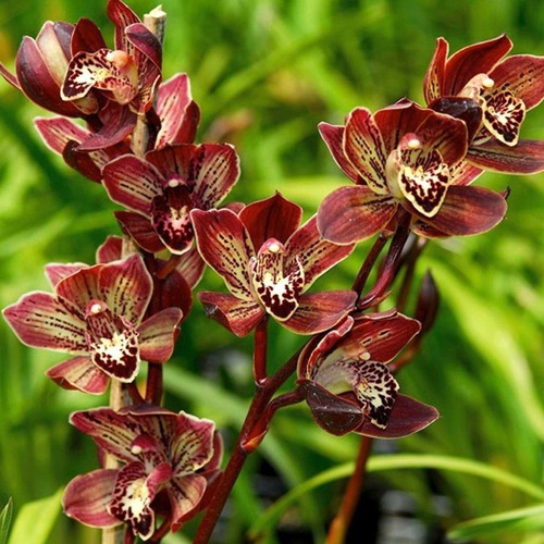 Orquídeas Cymbidium Kusuda Stone 'gateau Chocola' - Adulto | Shopee Brasil