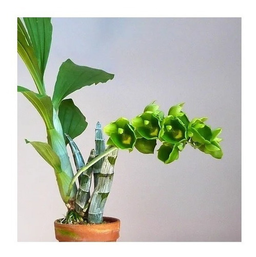 Muda De Catasetum Exótica Flor Verde- Expansum 25cm | Shopee Brasil