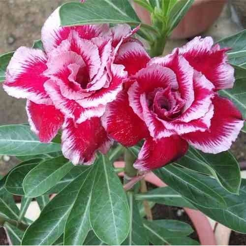 Rosa Do Deserto Mix Adenium Obesum Sementes Flor Para Mudas | Shopee Brasil