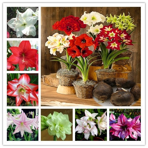 20 Peças Bulbos De Hippestrom / Flores De Lírio Amarylis Para Casa / Jardim  / Varanda / Planta | Shopee Brasil