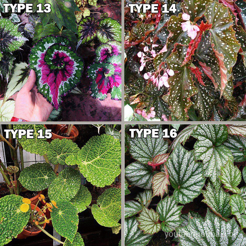 50 Pcs 16 Tipos De Sementes De Plantas Raras Begonia Bonsai Sementes De  Plantas Para Decoração De Jardim 0fsw | Shopee Brasil