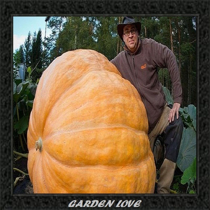 30 Sementes Sadias Abobora Gigante Dills Atlantic Guinnes - Jardim Decoração