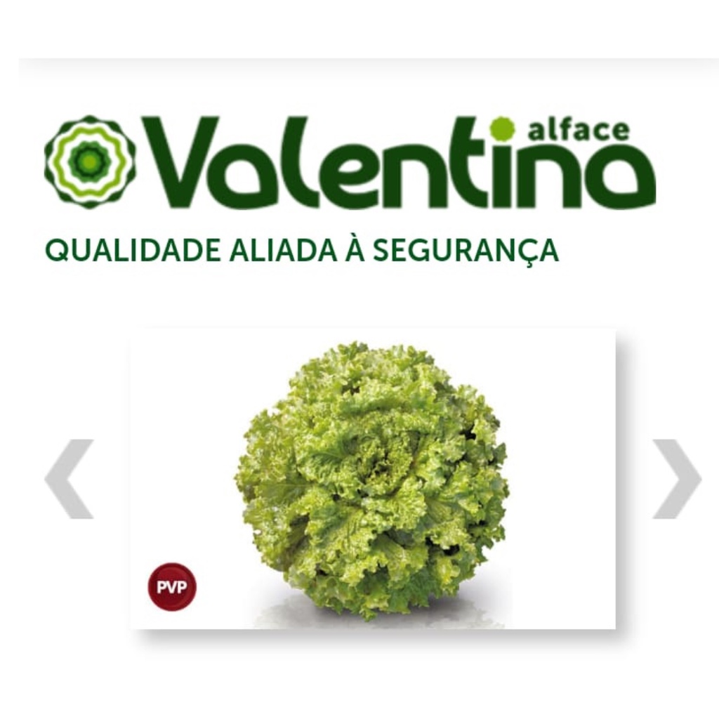 Semente de alface crespa Valentina 7500 sementes - Sakata