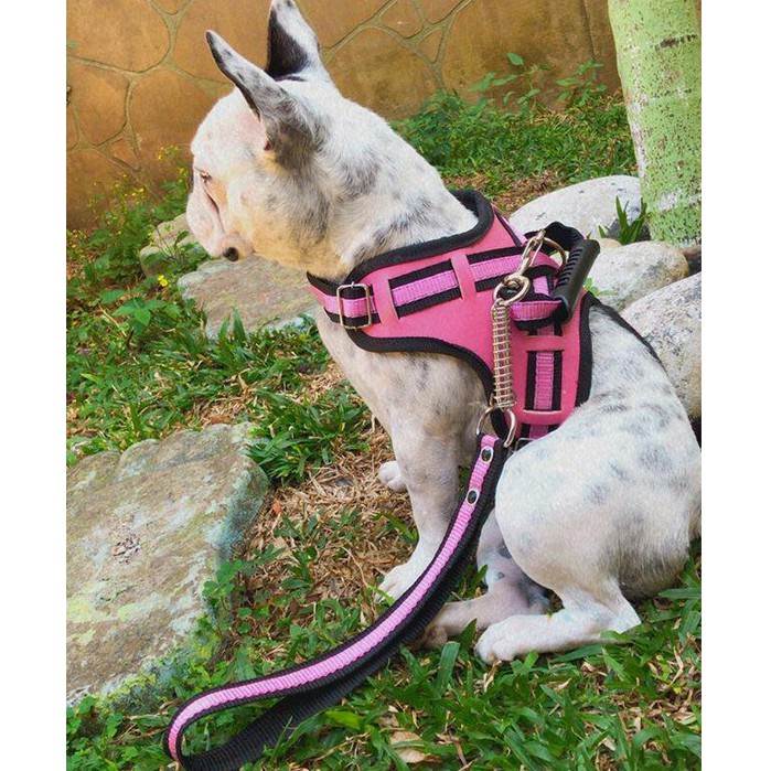 Coleira Peitoral Personalizada Pit Bull Pet K9 Para Pitbull Cachorro Grande Dog Collars FlyHarness