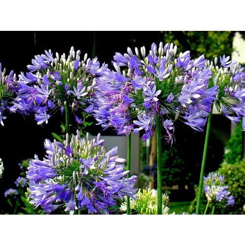 10 Sementes Praecox Agapanto Agapanthus Flor Rosa | Shopee Brasil