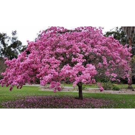 100 Sementes De Ype - Ipe Rosa -