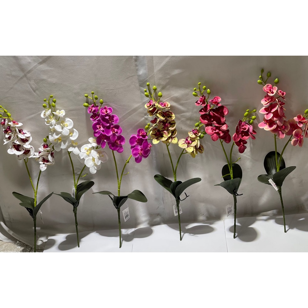Orquídea com 3 folhas e 2 hastes | Shopee Brasil