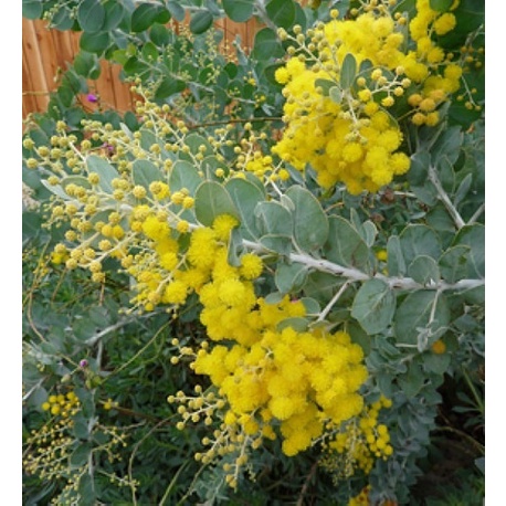 50 Sementes P Mudas Plantas Flores Acácia Mimosa Amarela | Shopee Brasil