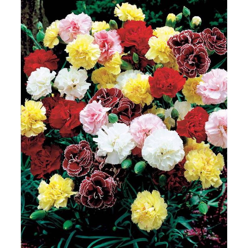 50 Sementes De Cravo Chabaud Sortido flor muito linda e cheirosa | Shopee  Brasil
