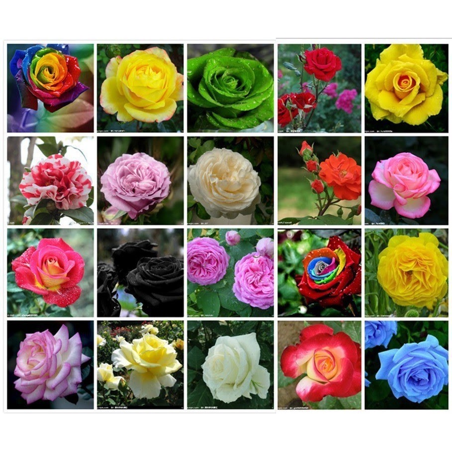 Kit 300 Sementes Rosas Exóticas E Coloridas - 20 Cores! | Shopee Brasil