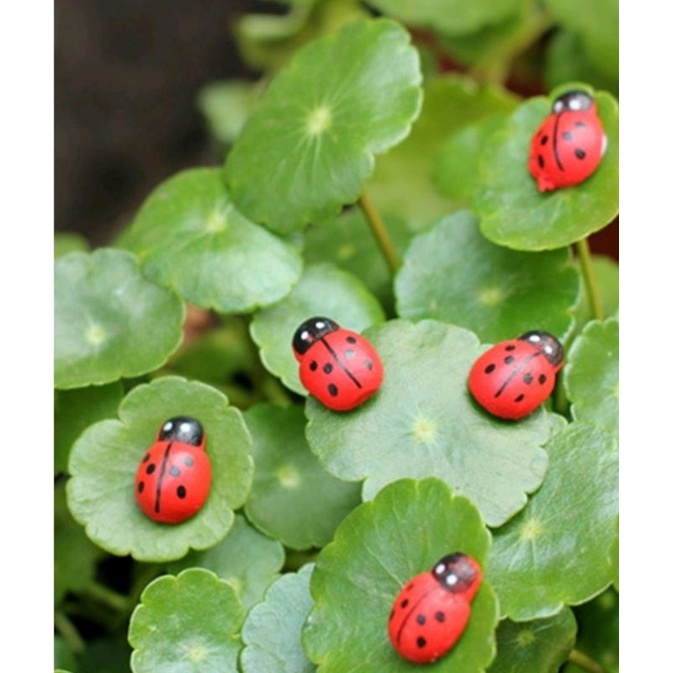 Joaninhas lindas com adesivo - kit 5 peças - para terrários, mini jardim, Jardim de Fadas, Jardim de suculentas