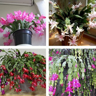 Sementes de Cacto Flor de Maio ou Flor de Seda - Para plantio de Mudas |  BeeCost
