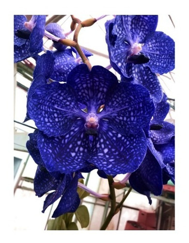 1 Muda Orquidea Vanda Azul | Shopee Brasil