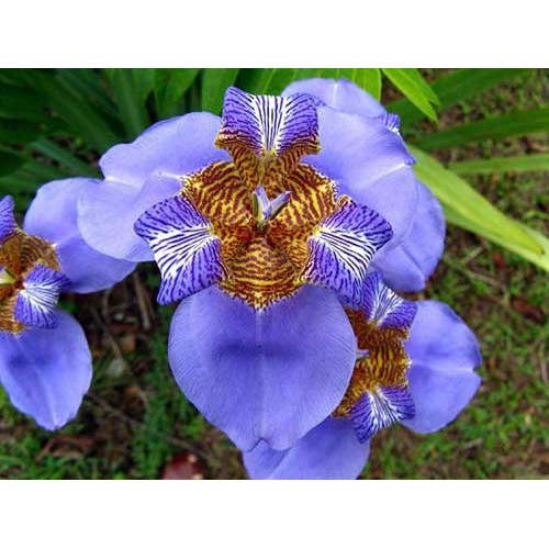 Iris Azul | Íris Neomarica, não é artificial | Shopee Brasil