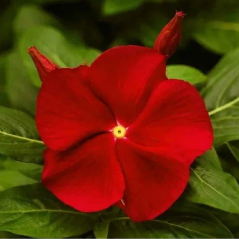 100) Sementes Impatiens Maria Sem Vergonha Vermelha Sementes Flor P/ Mudas  + Como Plantar | Shopee Brasil