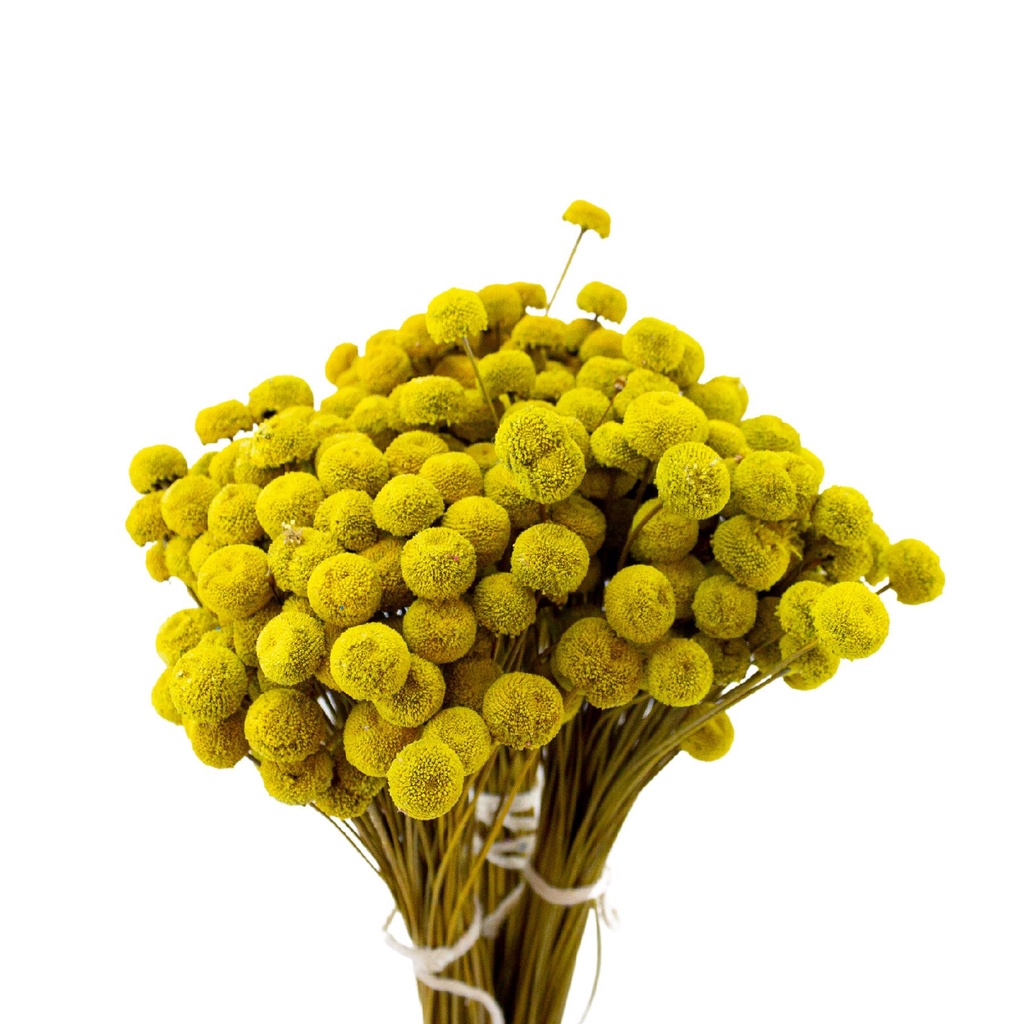 Sempre Viva Bolinha Florzinha Amarelo 600 Flores Desidratadas | Shopee  Brasil