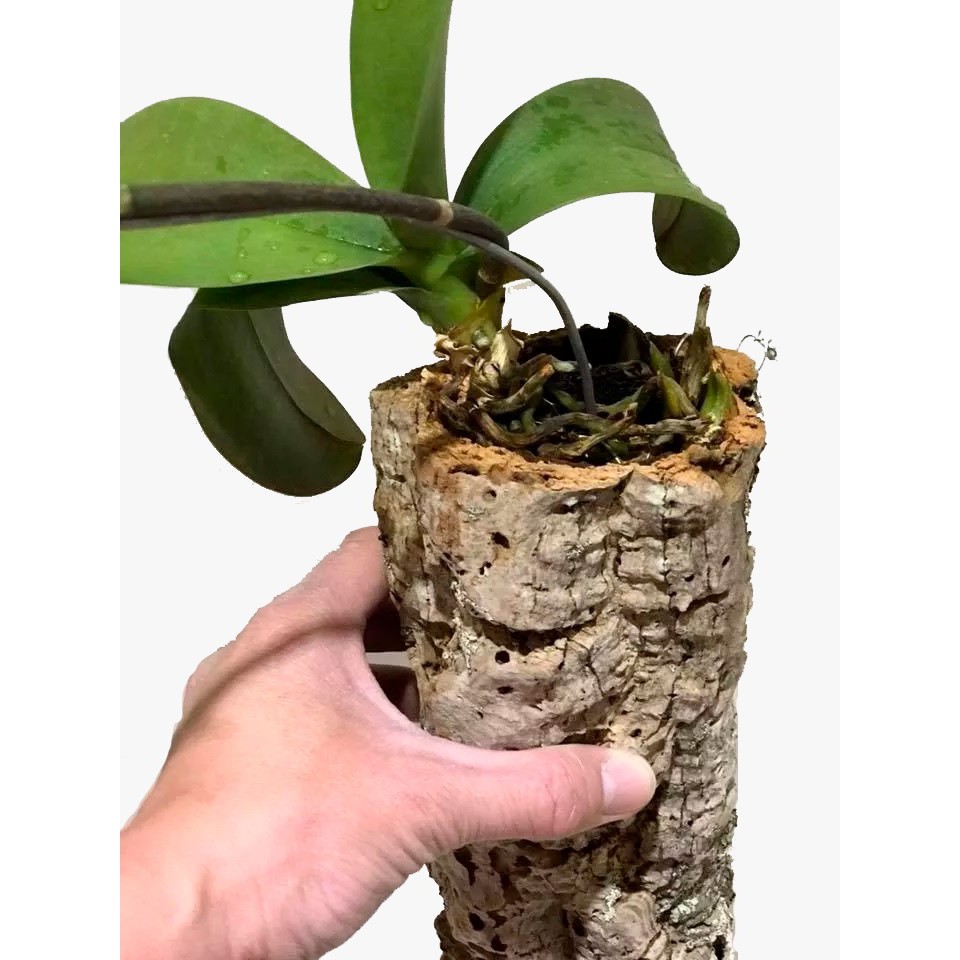 Vaso Para Plantar Orquídeas Tronco Oco Natural 4 Unidades | Shopee Brasil