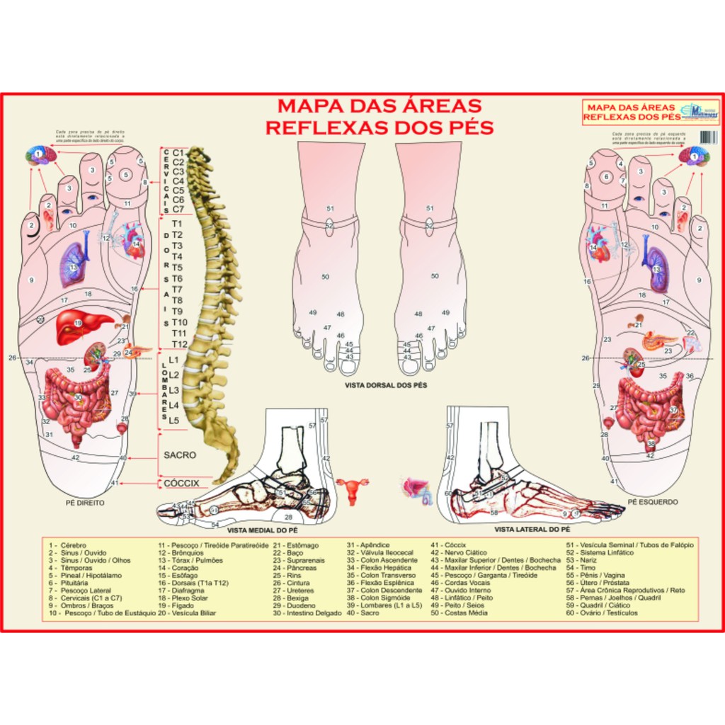 Mapa Das Reas Reflexas Dos P S Reflexologia Gigante Largura