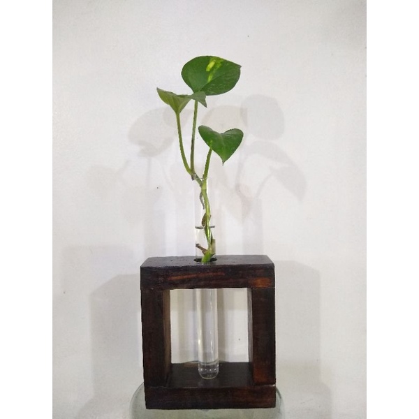 Vaso Hidropônico solitário para plantas rosas | Shopee Brasil