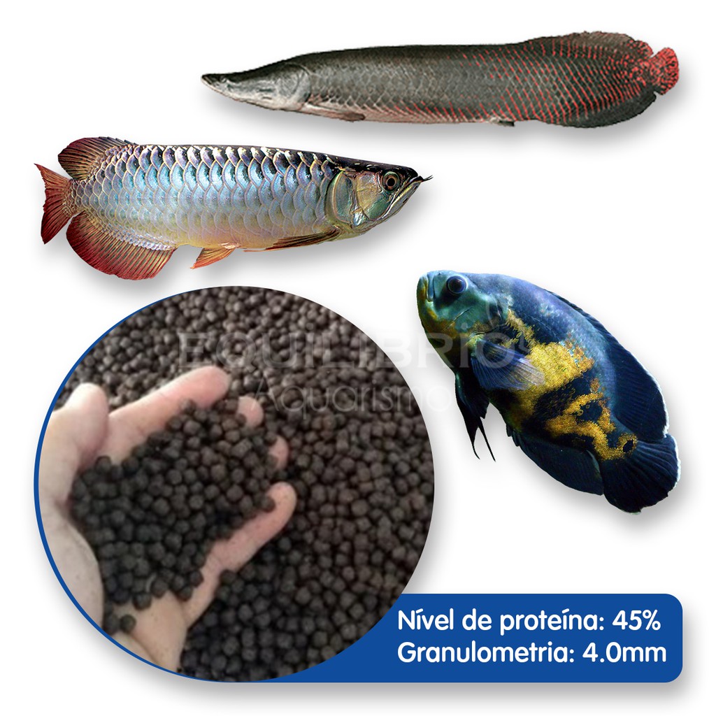 Peixes Carnivoros: Onde Comprar | BuscaProdutos