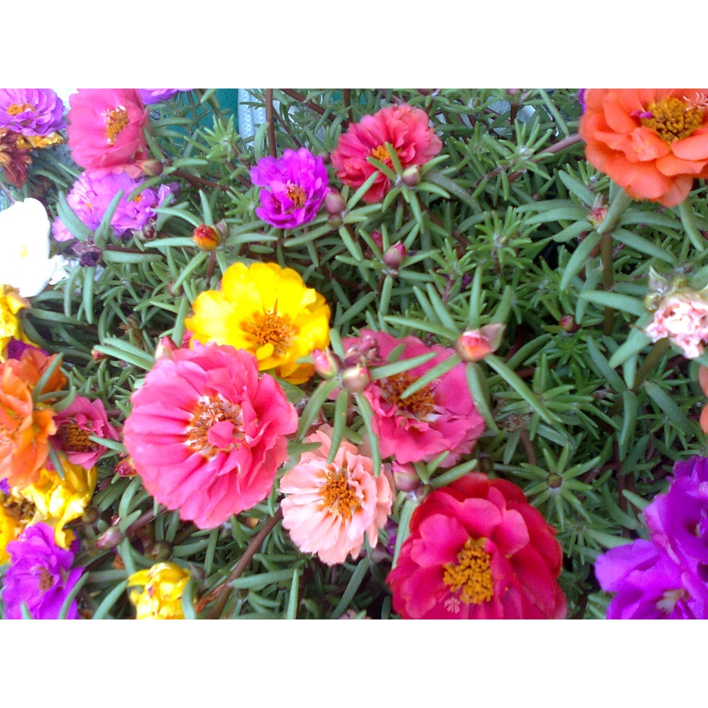500 Sementes da Flor Onze horas - Sementinhas Mix de cores | Shopee Brasil