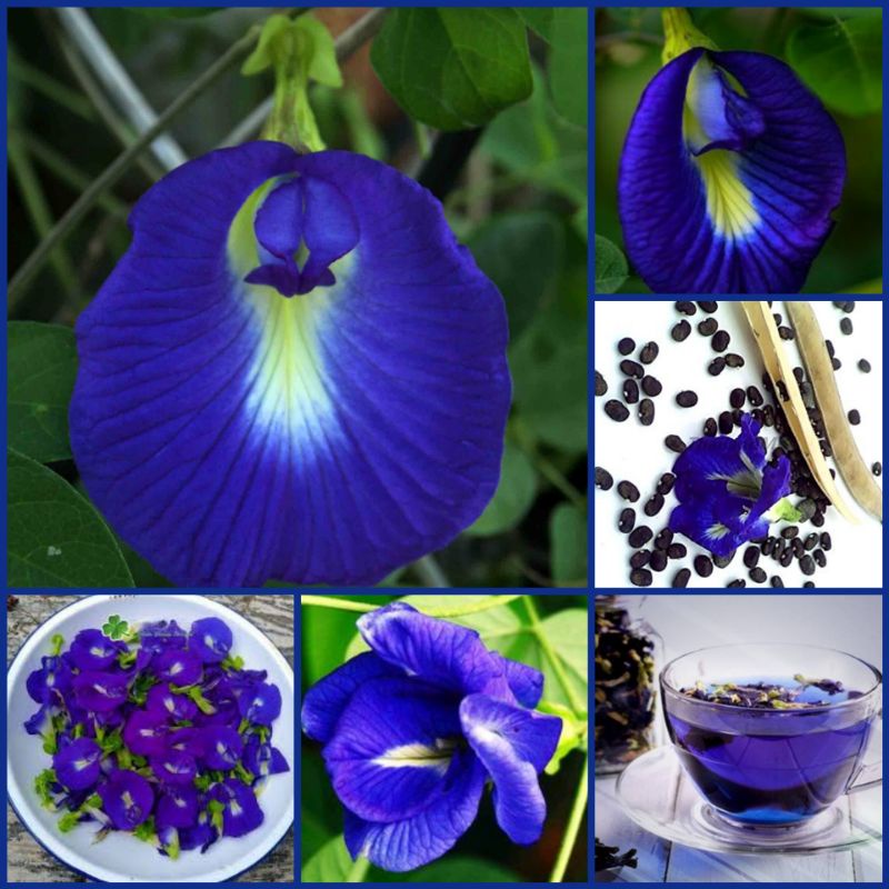28 Sementes da Flor Fada Azul Clitorea. | Shopee Brasil