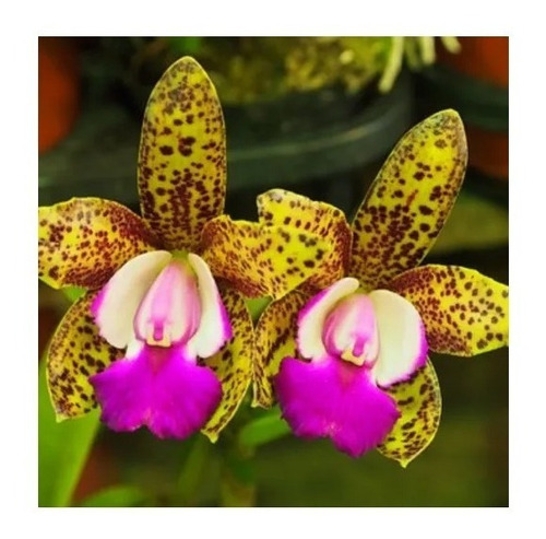 Kit Com 8 Orquídeas Cattleya Identificadas | Shopee Brasil
