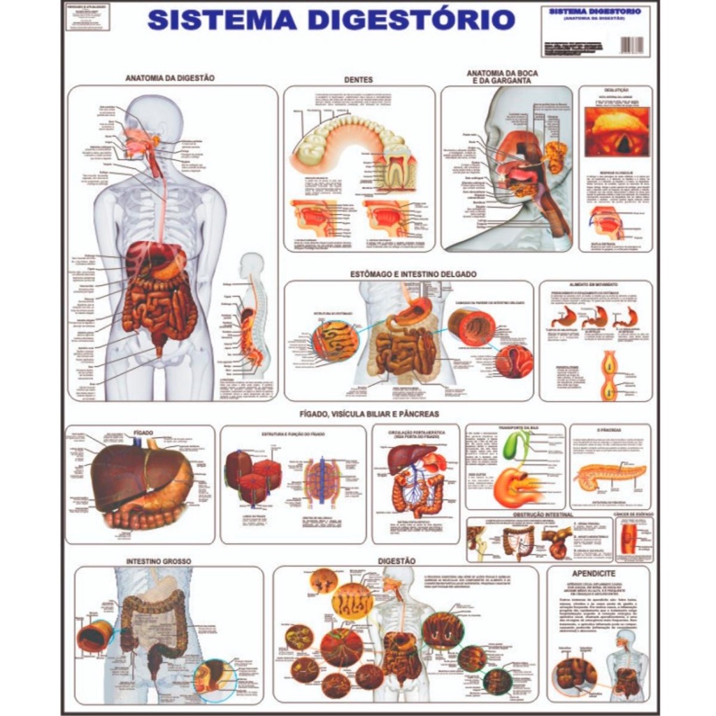 Sistema Digestório Mapa Poster Anatomia Corpo Humano Medicina