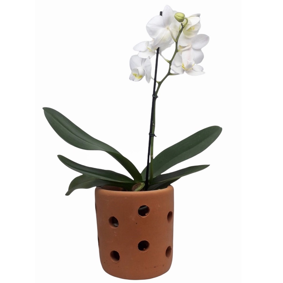 Vaso De Barro Para Orquídea Copo Cilindro Decorativo | Shopee Brasil