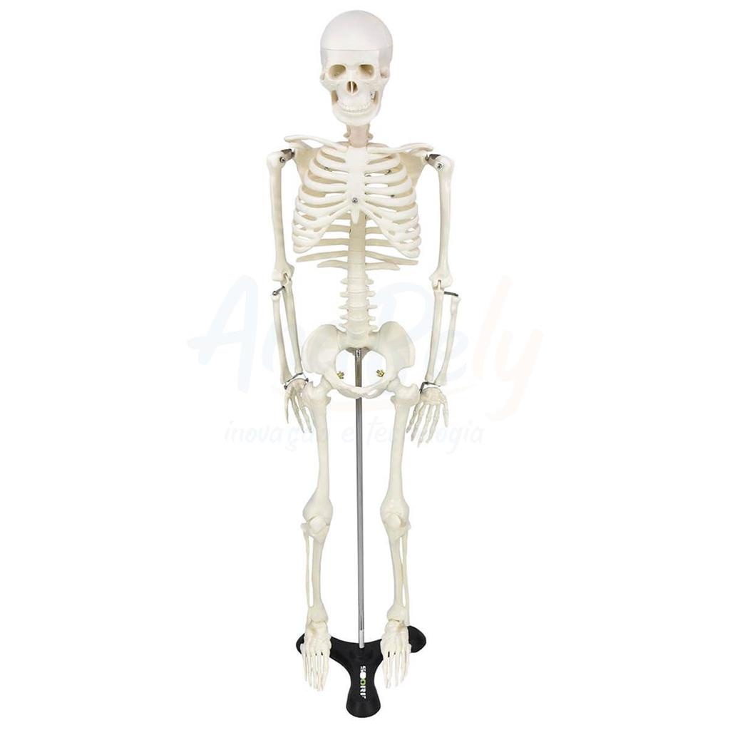 ESQUELETO HUMANO 85 CM DE ALTURA C/ SUPORTE