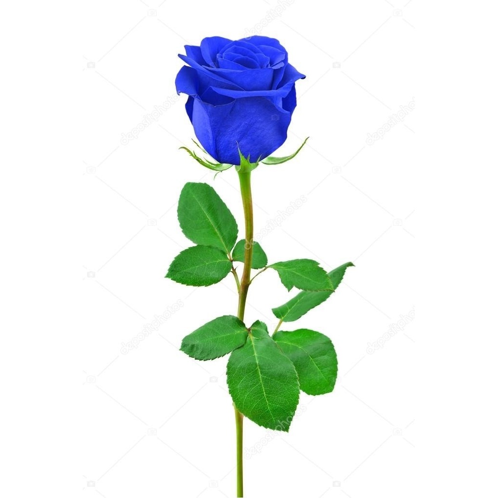 10 Sementes De Rosa Azul Flor Exótica Blue Roseira Rara