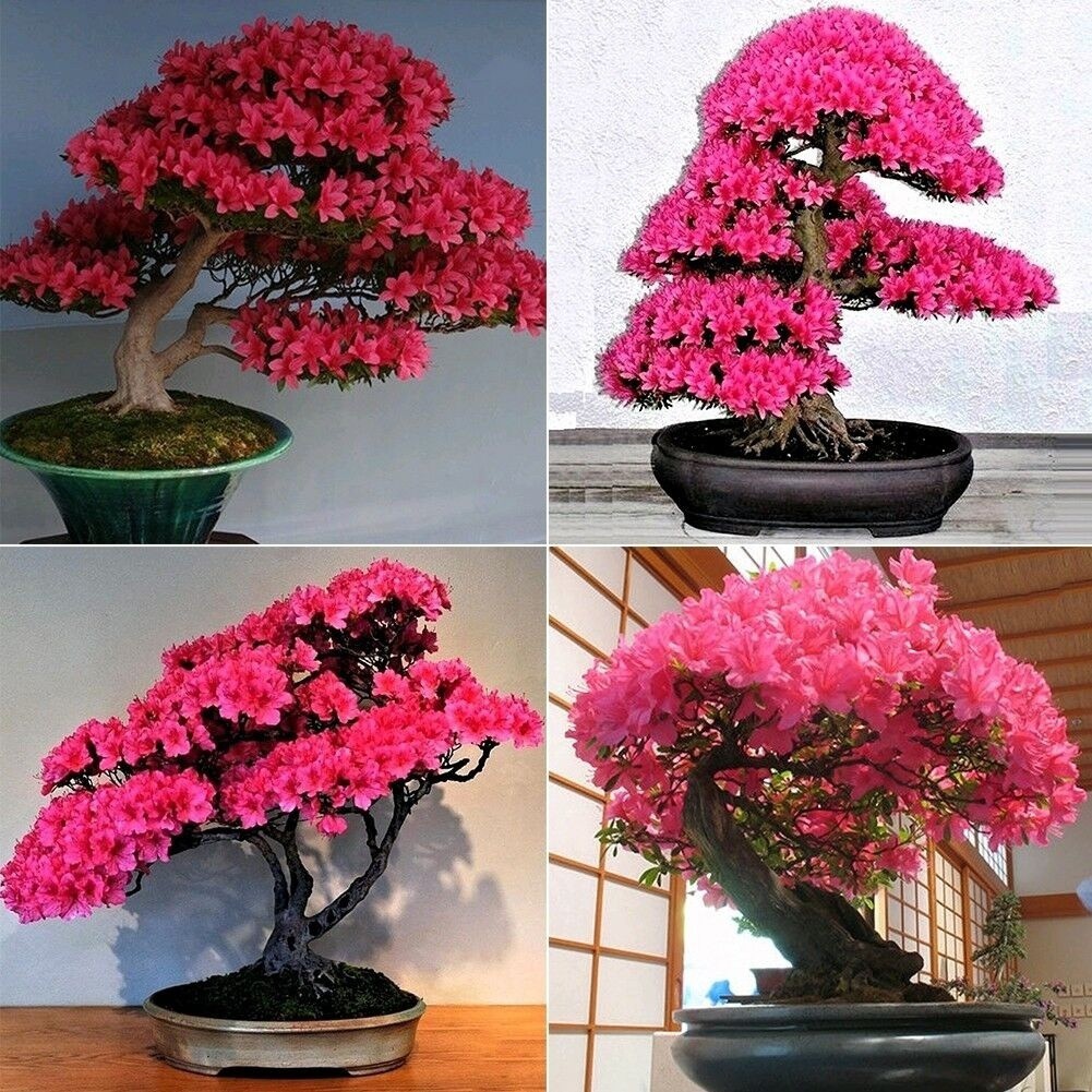 Sementes Flor De Cerejeira Sakura Sementes De Flores Bonsai Plantas Árvore  Rara | Shopee Brasil