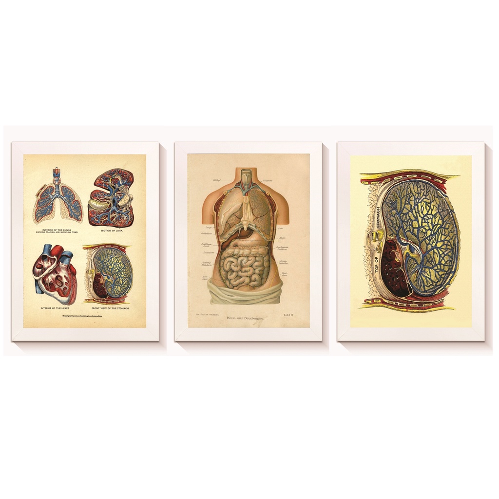 Kit 3 Quadros Decorativos Sistema Digestivo Humano Molduras 20x30cm Madeira Vidro Brancas