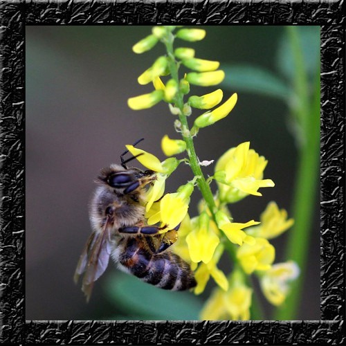 Melilotus Officinalis Flor Abelha - 50 Sementes Sadias Para Sementes Sadias