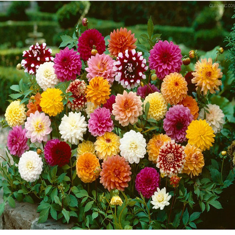 50 Pçs Sementes De Flor Dália Sementes Jardim De Casa Decoração Com Flores  20 Cores | Shopee Brasil