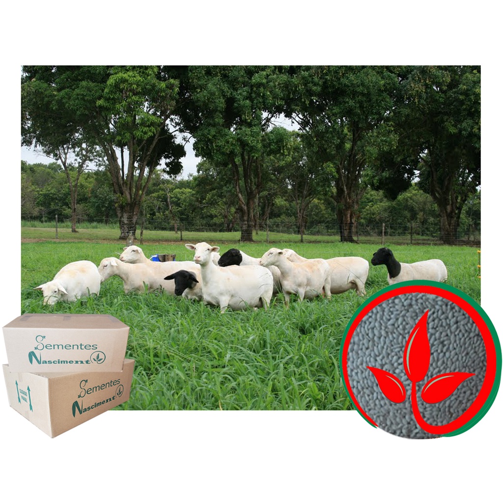 Sementes incrustadas 2kg capim aruana ótimo capim para galinhas e pastagem