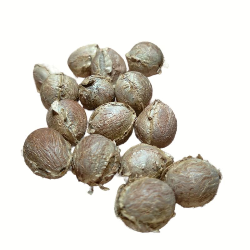 Sementes Palmeira Petrópolis - Lytocaryum weddellianum