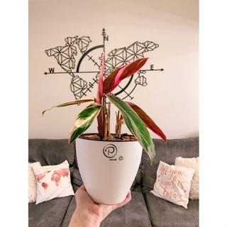 Kit 2 vasos Auto Irrigáveis Plantiê em Oferta na Shopee