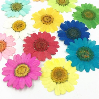 Flores secas naturais 4 prensadas margarida girassol para resina epóxi artesanato decoração diy flor natural prensada seca florzinha natural desidratada arte