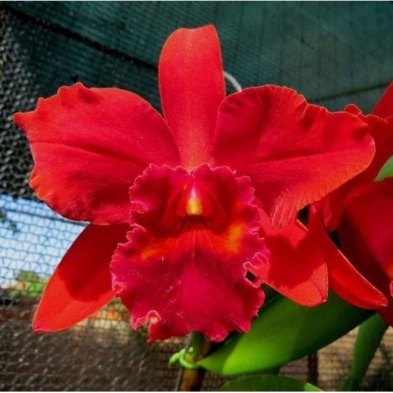 Muda Orquídea Cattleya Vermelha Perfumada e Cheirosa Bela Pronta Entrega |  BeeCost