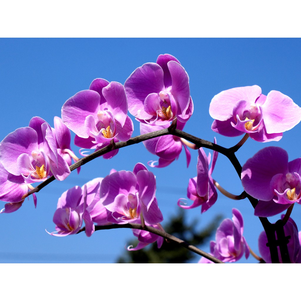 Flor Flores Orquídeas Papel De Arroz Para Bolos A4 | Shopee Brasil