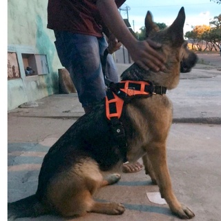 Peitoral de couro para cães médios grandes Pastor Alemão PitBull Rottweiler Akita regulagem forte costurado reforçado brinde guia cahorro pet dog