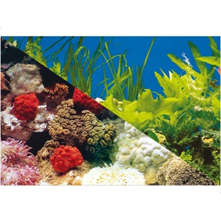 Enfeite Painel Imagem Para Aquario Doce Marinho 40x40cm N°2 em Oferta na Shopee