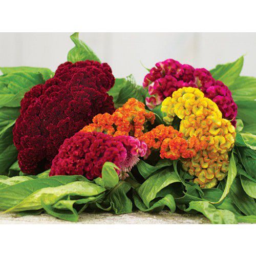 200 Sementes p/ plantio da Flor Celosia Cristata Anã - A Crista de galo -  suspiro - Sementes Mistura de cores | Shopee Brasil