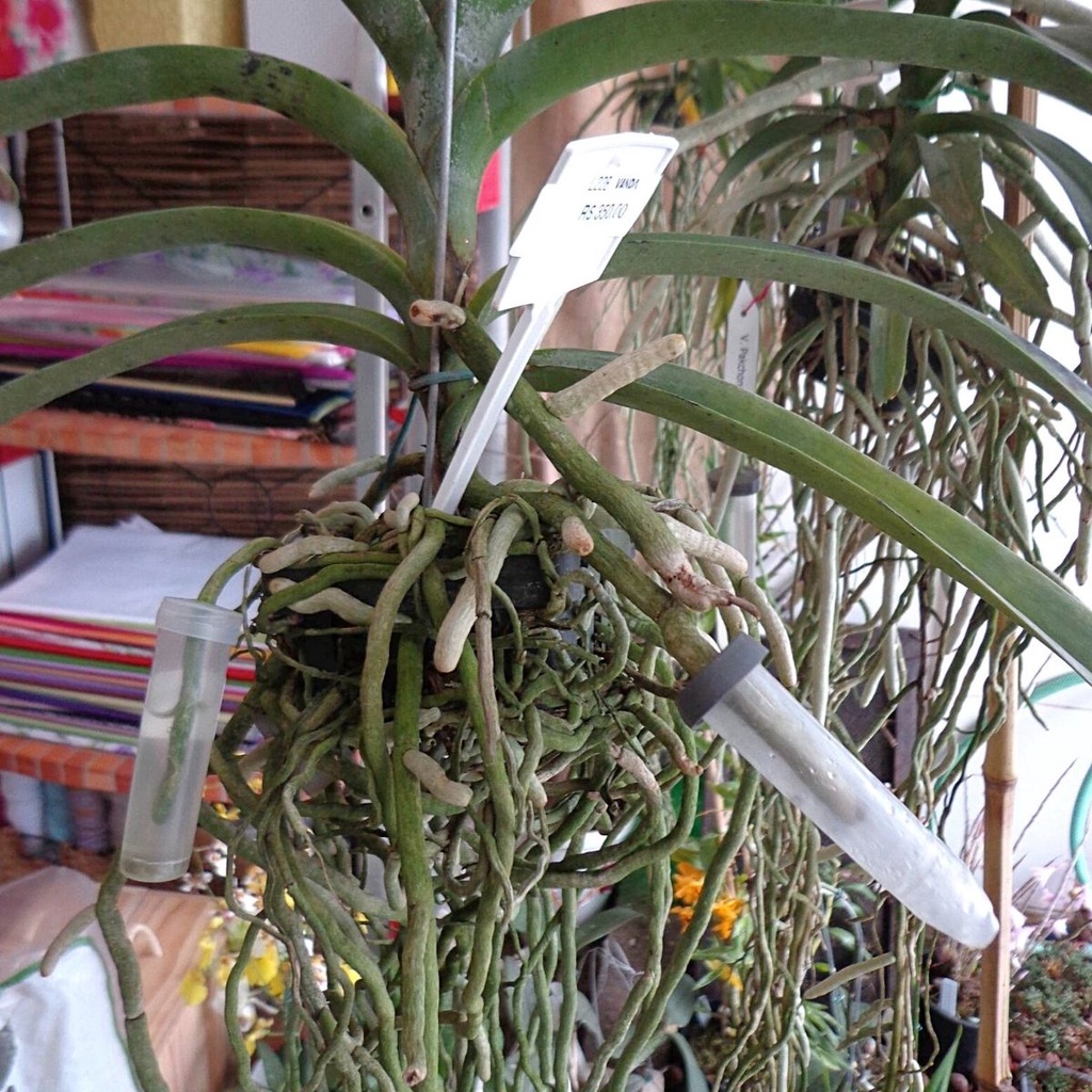 Kit 5 Tubetes Médios Para Orquídeas Aéreas, Vanda, Asconcenda, Ryncosthylis, Renanthera