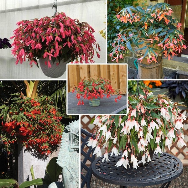 Begonia Boliviensis Sementes (50 Sementes / Pacote) Plantas De Jardim  Bonsai Raro Linda Semente De Flor Em Vaso Xd1I | Shopee Brasil