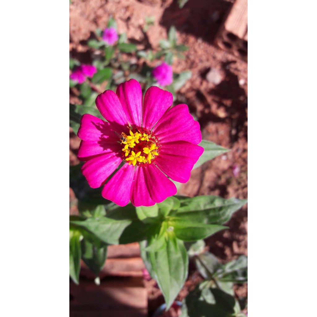 Sementes Flores coloridas Zínias ou Margaridas cores mistas - 50 sementes |  Shopee Brasil